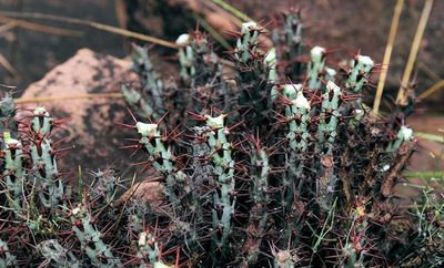 Euphorbia aeruginosa, photographed by Wynand Uys
