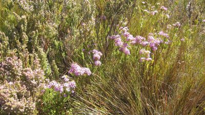 Agathosma odoratissima, photographed by jillblignaut