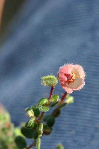 Erica turneri, photographed by jillblignaut