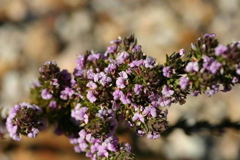 Muraltia rhamnoides, photographed by jillblignaut