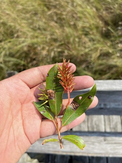 Salix serissima, photographed by Brandon Corder