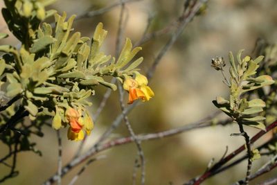 Hermannia odorata, photographed by jillblignaut
