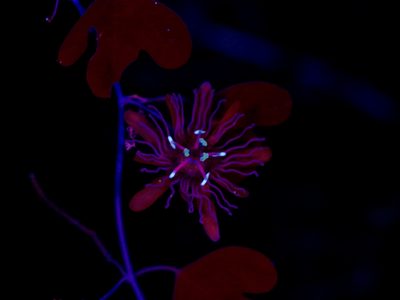 Passiflora affinis, photographed by Michelle W. （鍾偉瑋）