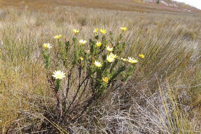 Euryops pinnatipartitus, photographed by jillblignaut