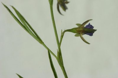 Psoralea trullata, photographed by jillblignaut