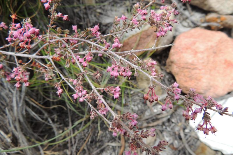 Erica atropurpurea, photographed by jillblignaut