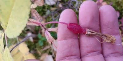 Rosa acicularis, photographed by Yurii Basov