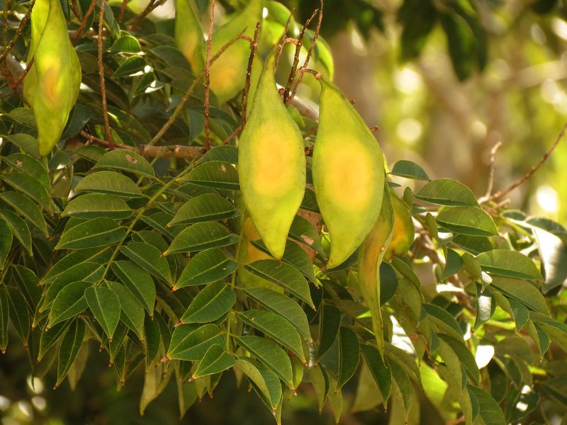 Lonchocarpus punctatus, photographed by Katja Schulz