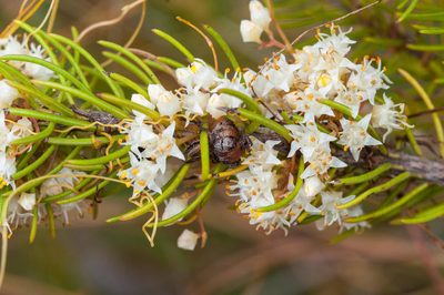 Cuscuta angulata, photographed by magriet b