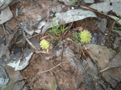Cotula bipinnata, photographed by spacegecko