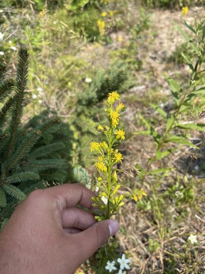Solidago gillmanii, photographed by Brandon Corder