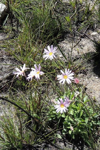 Mairia purpurata, photographed by jillblignaut