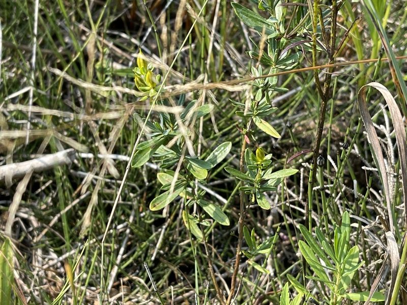 Hypericum kalmianum, photographed by Brandon Corder