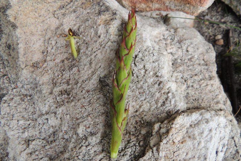 Disa rufescens, photographed by jillblignaut