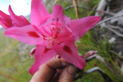 Gladiolus crispulatus, photographed by jillblignaut