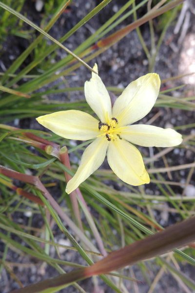 Bobartia parva, photographed by jillblignaut