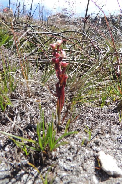 Disa ocellata, photographed by jillblignaut