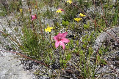 Gladiolus oreocharis, photographed by jillblignaut