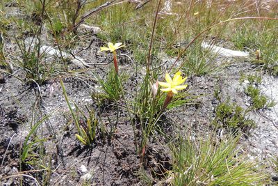 Bobartia parva, photographed by jillblignaut