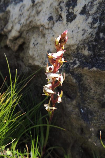 Disa ocellata, photographed by jillblignaut