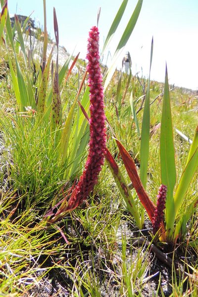Disa micropetala, photographed by jillblignaut