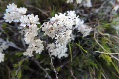 Langebergia canescens, photographed by jillblignaut
