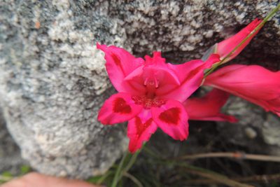 Gladiolus crispulatus, photographed by jillblignaut