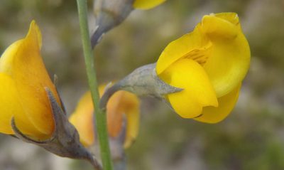 Lebeckia pauciflora, photographed by Nicola van Berkel