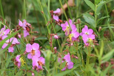 Rhexia virginica, photographed by Lucy Keith-Diagne