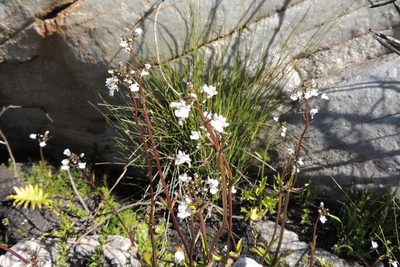 Nemesia elata, photographed by jillblignaut