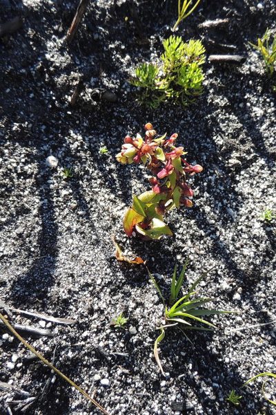 Satyrium pygmaeum, photographed by jillblignaut
