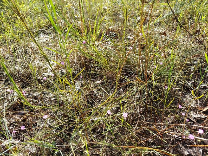Agalinis divaricata, photographed by Athena Philips