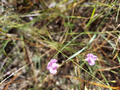 Agalinis divaricata, photographed by Athena Philips