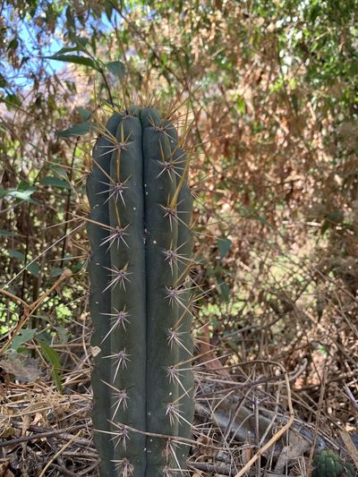 Trichocereus cuzcoensis, photographed by Line Juul Nielsen