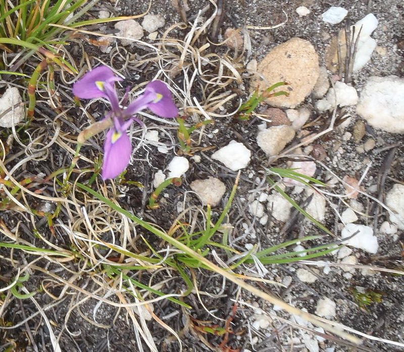 Moraea cuspidata, photographed by Nicola van Berkel