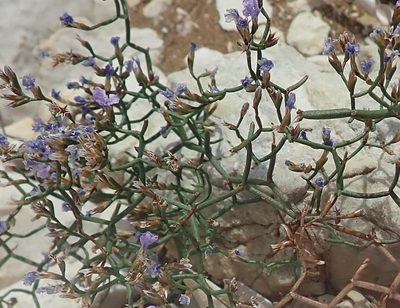 Limonium dictyophorum, photographed by Josip Skejo