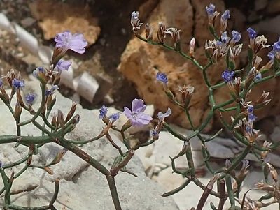 Limonium dictyophorum, photographed by Josip Skejo