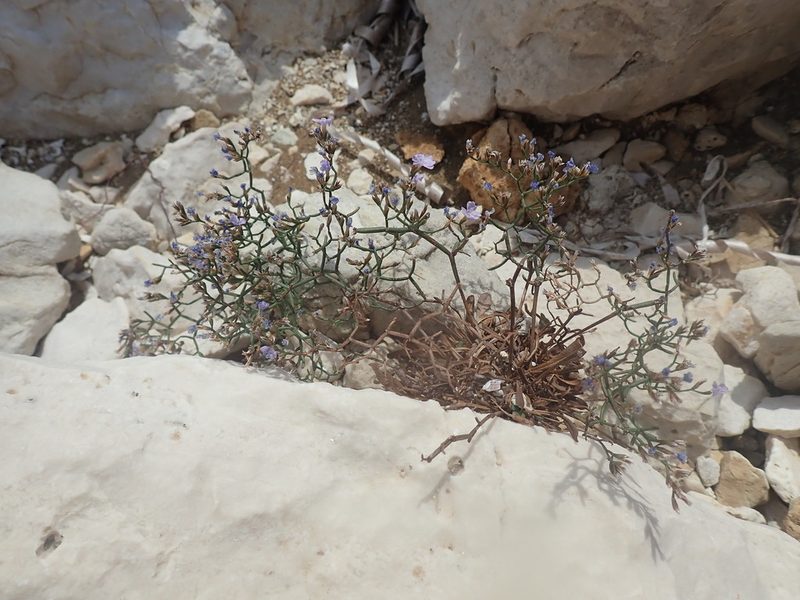 Limonium dictyophorum, photographed by Josip Skejo