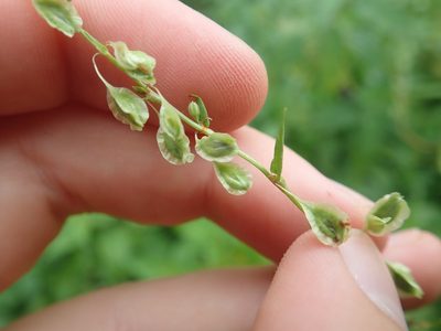 Fallopia dumetorum, photographed by Matteo Marcandella