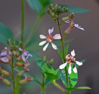 Cuphea racemosa, photographed by Hugo Hulsberg