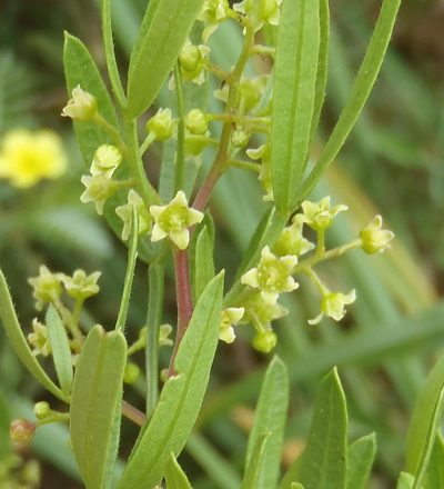 Searsia ciliata, photographed by Nicola van Berkel