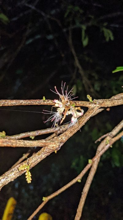 Zygia longifolia, photographed by Jake Rehage