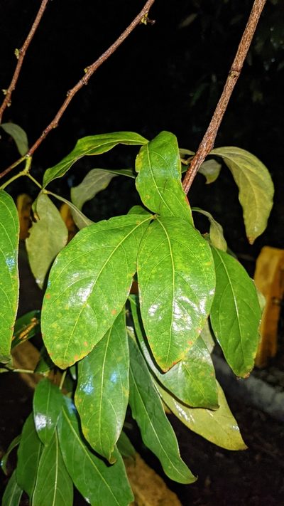 Zygia longifolia, photographed by Jake Rehage