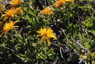 Berkheya spinosa, photographed by Tony Rebelo