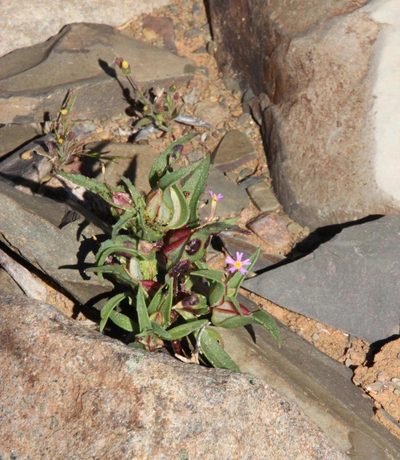Zaluzianskya mirabilis, photographed by Tony Rebelo