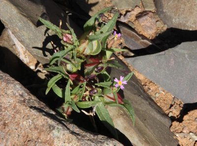 Zaluzianskya mirabilis, photographed by Tony Rebelo