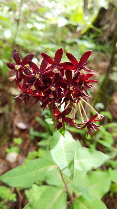 Asclepias melantha, photographed by Alan Rockefeller