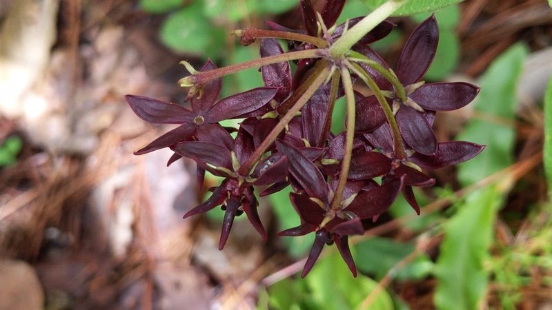 Asclepias melantha, photographed by Alan Rockefeller