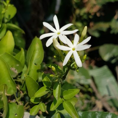Jasminum multipartitum, photographed by Margaret Burger