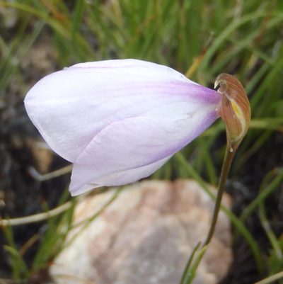 Gladiolus patersoniae, photographed by Nicola van Berkel